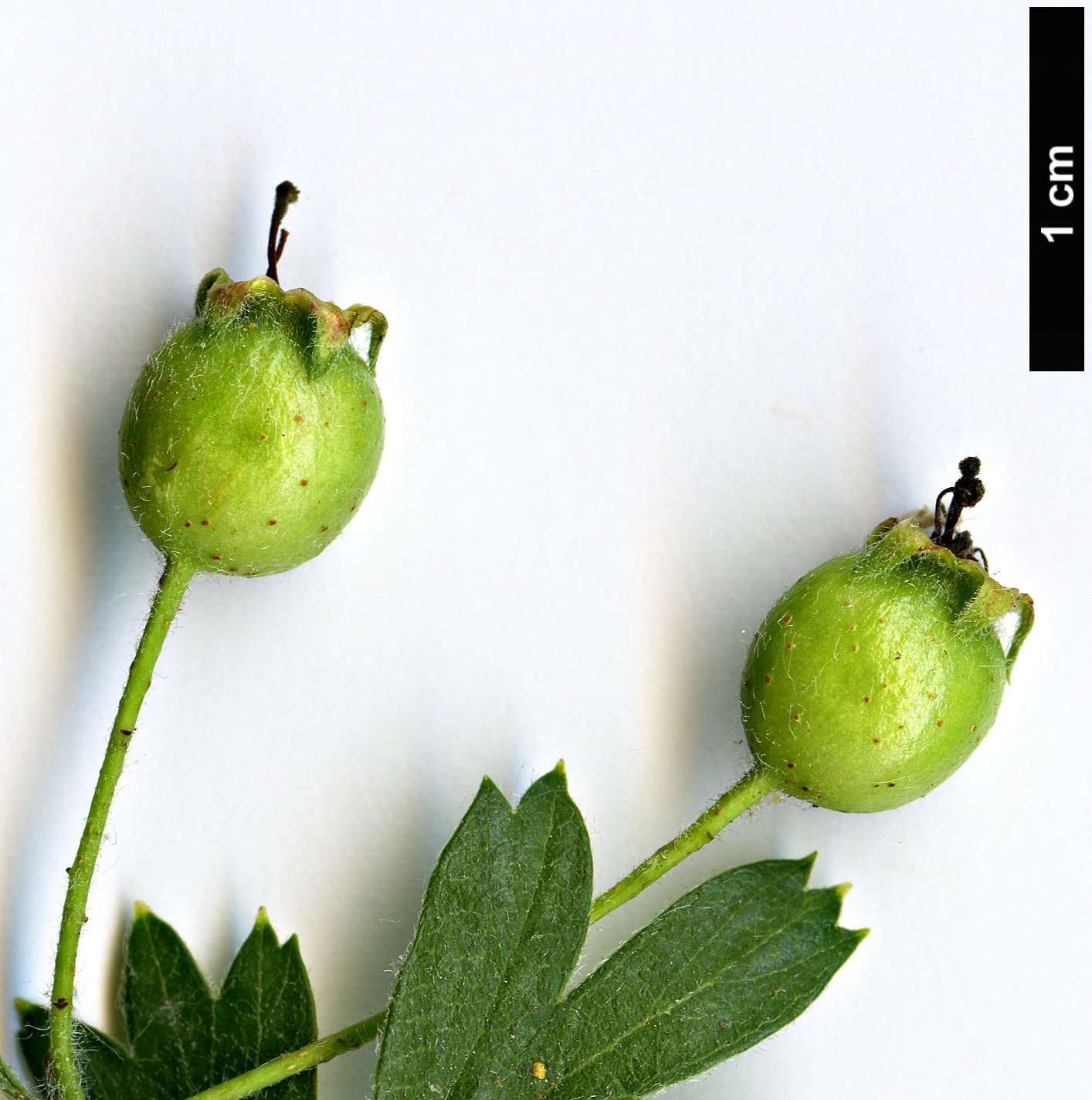 High resolution image: Family: Rosaceae - Genus: Crataegus - Taxon: monogyna - SpeciesSub: ’Sierra Nevada’